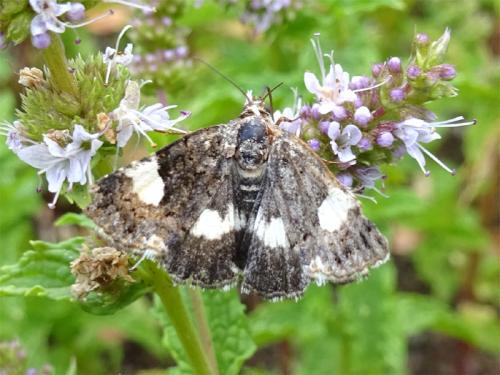 Réf. 189 329 : Tyta luctuosa